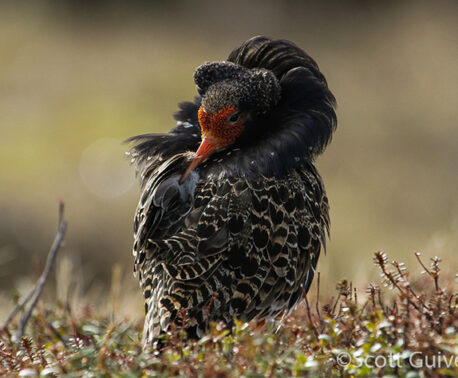 A male Ruff (Calidris pugnax) in breeding plumage preening itself. Credit: Scott Guiver.