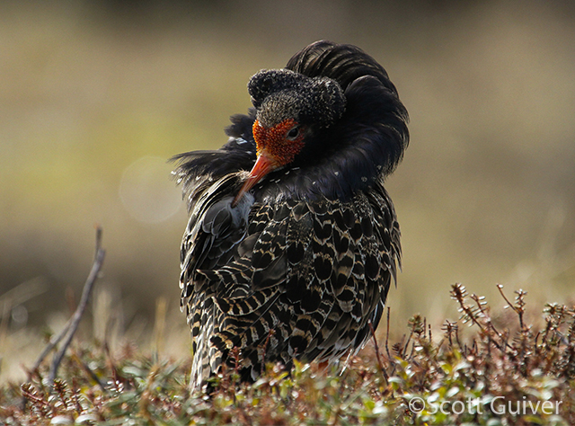A male Ruff (Calidris pugnax) in breeding plumage preening itself. Credit: Scott Guiver.