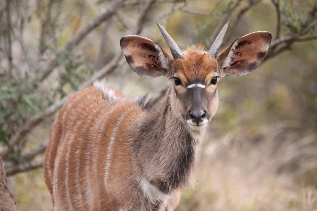 A young male Nyala Antelope looks into the camera