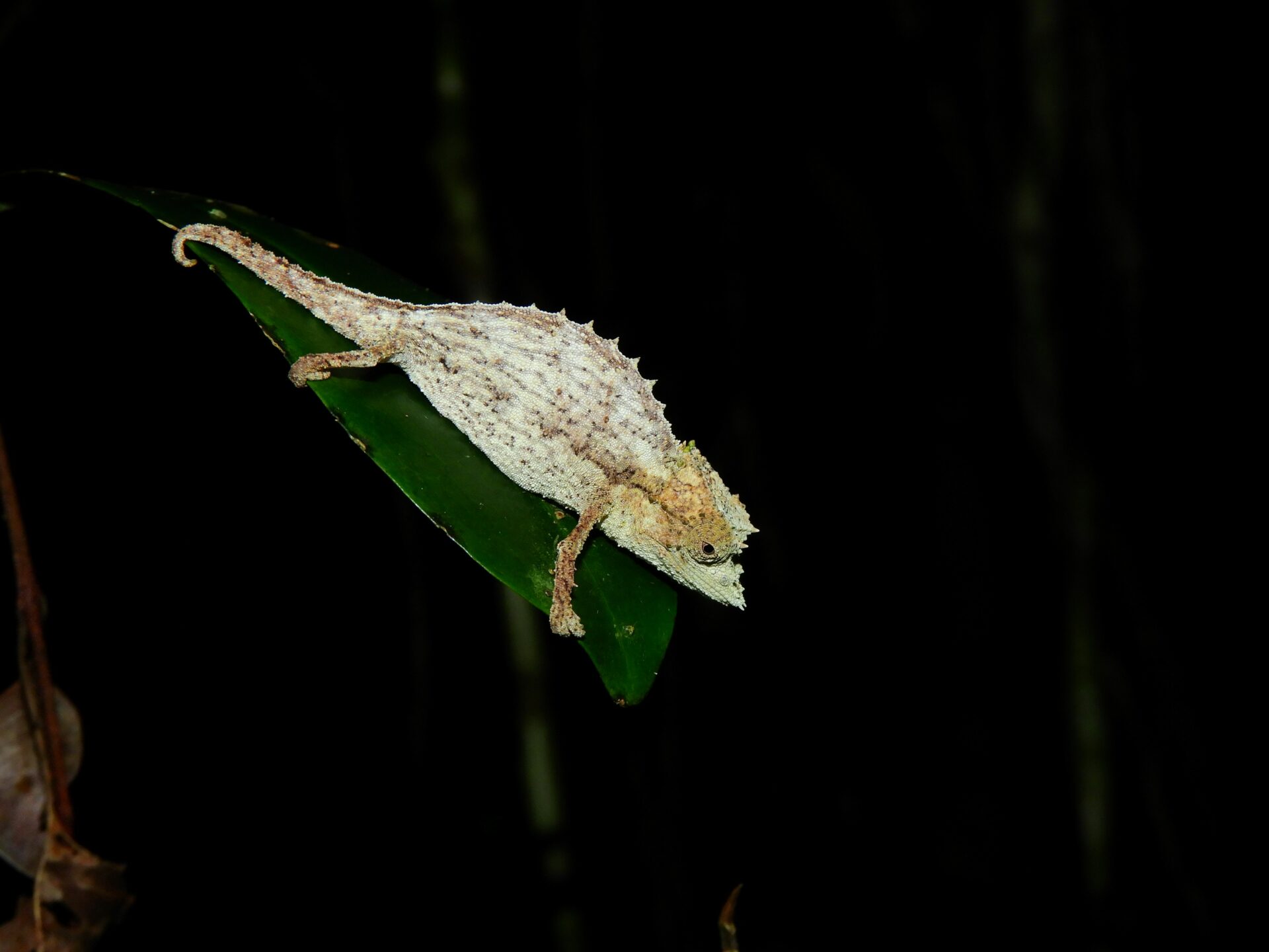 A photograph of an Elongate Leaf Chameleon on a leaf. Credit: Andrianjaka Rijaniaina Jean Nary