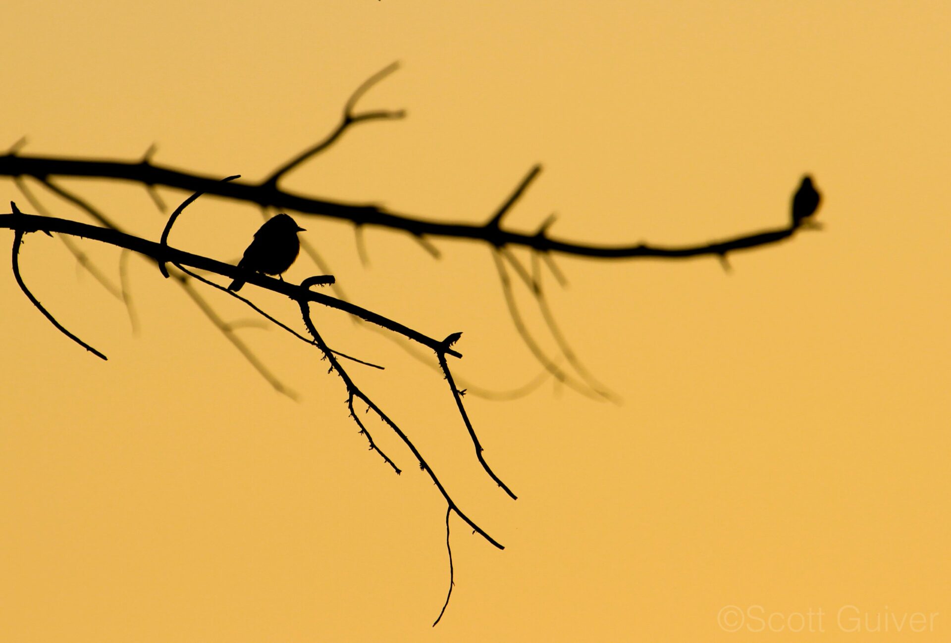 A pair of Spotted Flycatchers (Muscicapa striata) waiting on their perches at sunset for passing insects. Credit: Scott Guiver 