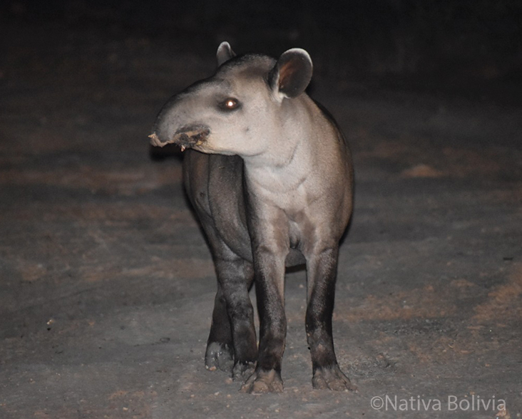 Night time shot of a Tapir