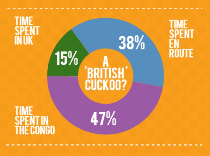 An infographic showing the results from satellite tracking of a male Cuckoo 'Chris the cuckoo' with the question "A British Cuckoo?" This cuckoo spent 47% of its time in the Congo, 38% en route, and 15% in the UK. Credit: BTO