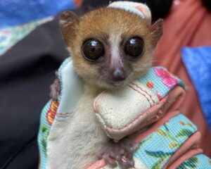 A photograph of one of the lemurs studied by Dr. Marina Blanco at the Ankarabolava-Agnakatrika forest. Provisional results from genetic analysis suggest that it is an Anosy Mouse Lemur. Credit: Marina Blanco