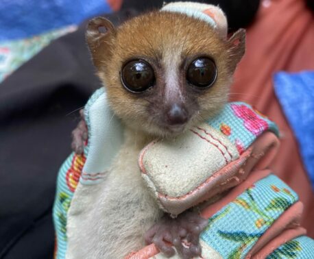 A photograph of one of the lemurs studied by Dr. Marina Blanco at the Ankarabolava-Agnakatrika forest. Provisional results from genetic analysis suggest that it is an Anosy Mouse Lemur. Credit: Marina Blanco