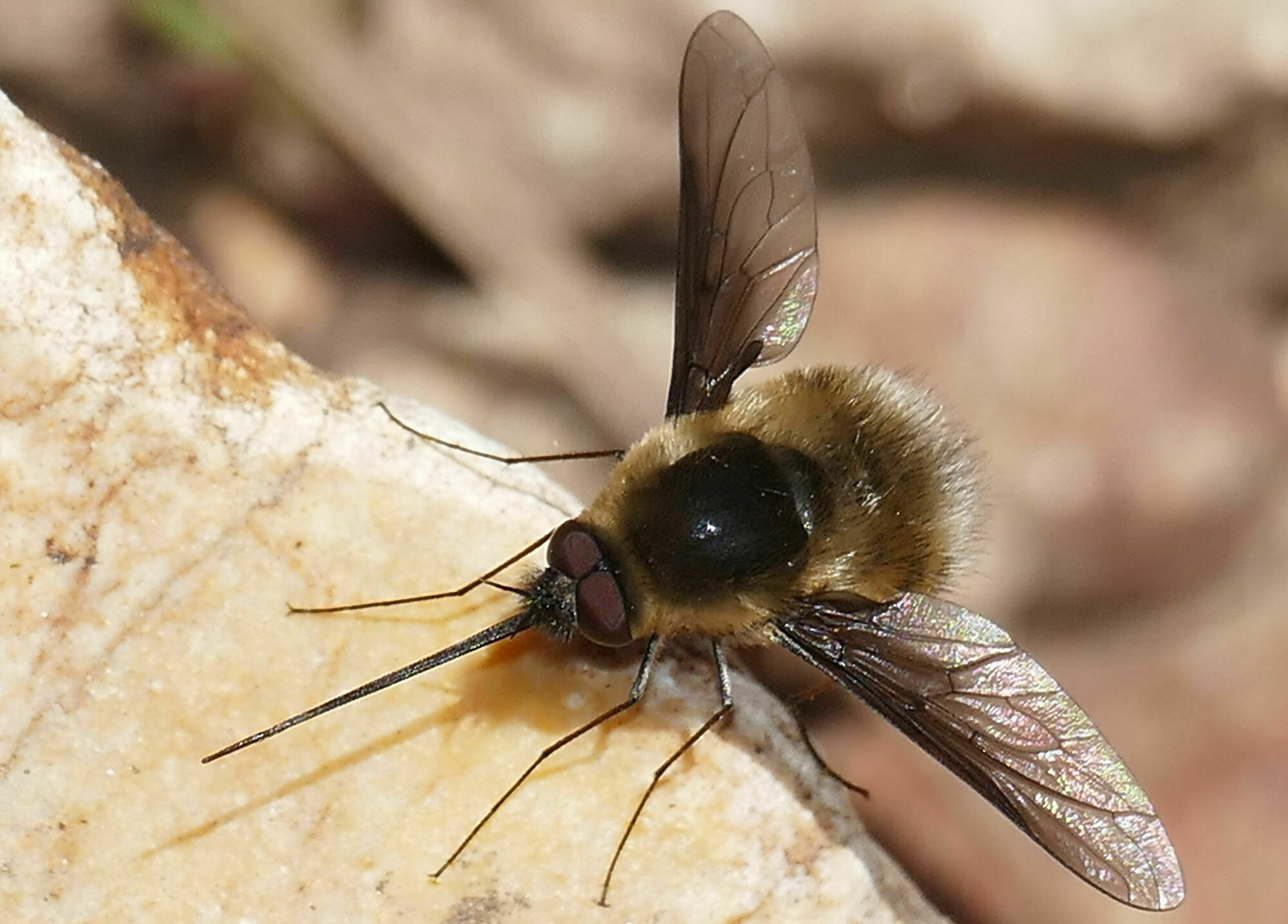 A black and yellow Bee Fly perches on a leaf