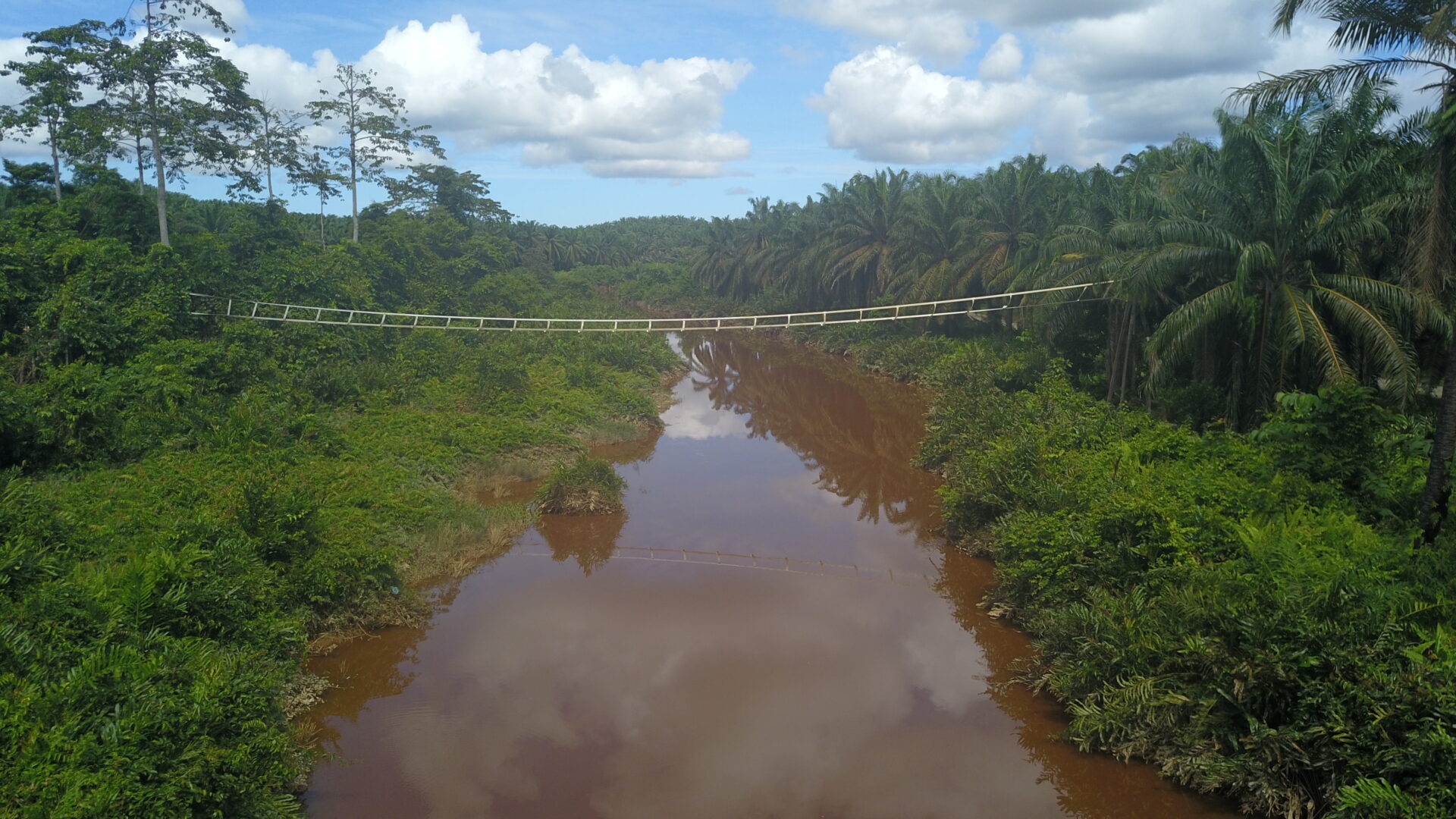 A photo of an example of HUTAN’s latest bridge design, showing a horizontal ladder structure between an oil palm plantation and forest. Credit: HUTAN
