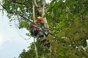 A photography of Ken Krank from HUTAN's Kinabantangan Orangutan Conservation Project (KOCP) assisting with the construction of a rope bridge for Orangutans. Credit: Felicity Oram