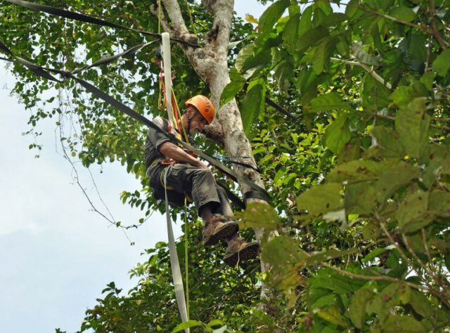 A photography of Ken Krank from HUTAN's Kinabantangan Orangutan Conservation Project (KOCP) assisting with the construction of a rope bridge for Orangutans. Credit: Felicity Oram