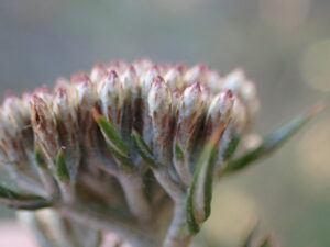 A red and white flowering Metalasia acuta