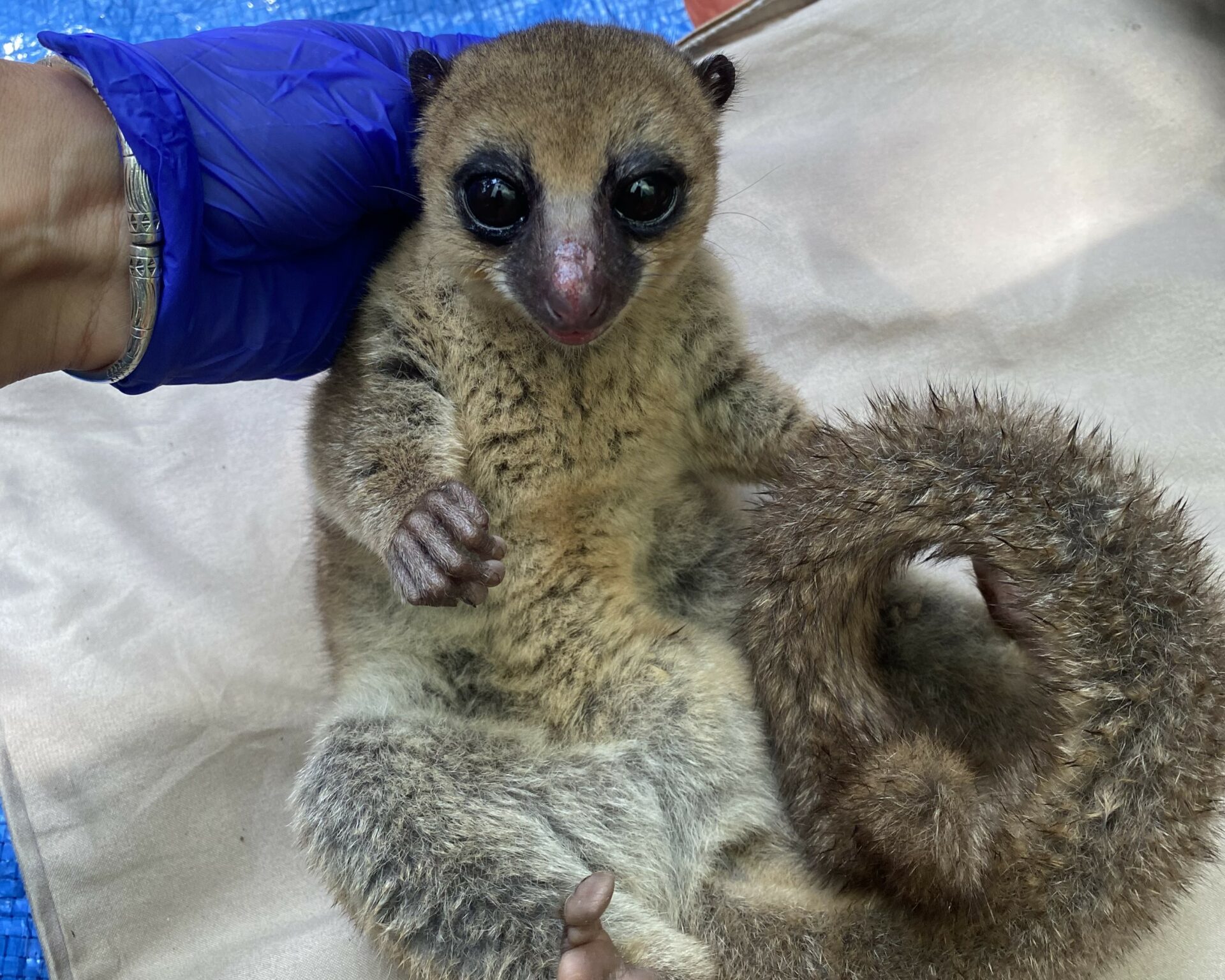 A photography of a lemur which, from the provisional results of DNA analysis, appears to be a Geoffrey’s Dwarf Lemur; however, further studies may split this species into several more. Credit: Marina Blanco 