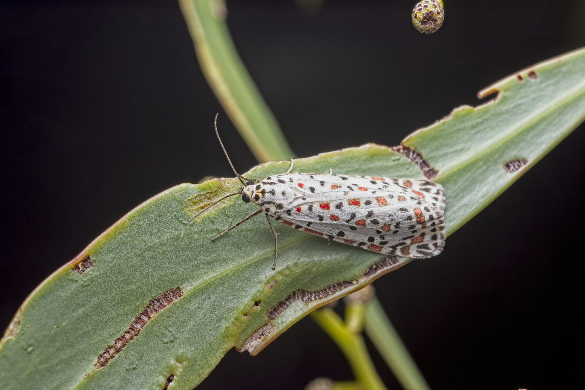 A Heliotrope Moth with black and red speckled white wings