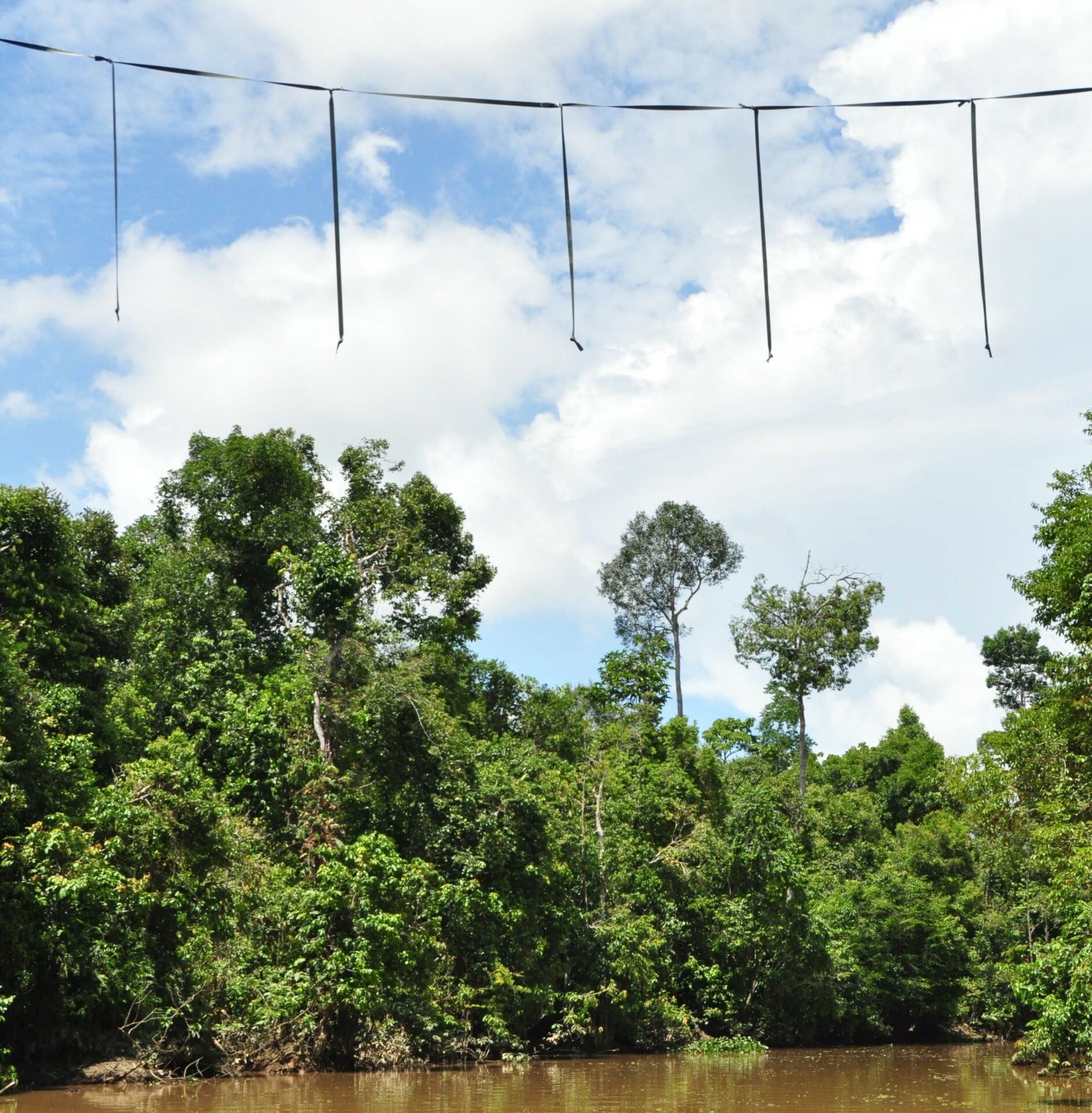 An artificial bridge over the Teneggang River in Sabah. This is one of many different designs trialled by HUTAN. Credit: HUTAN 