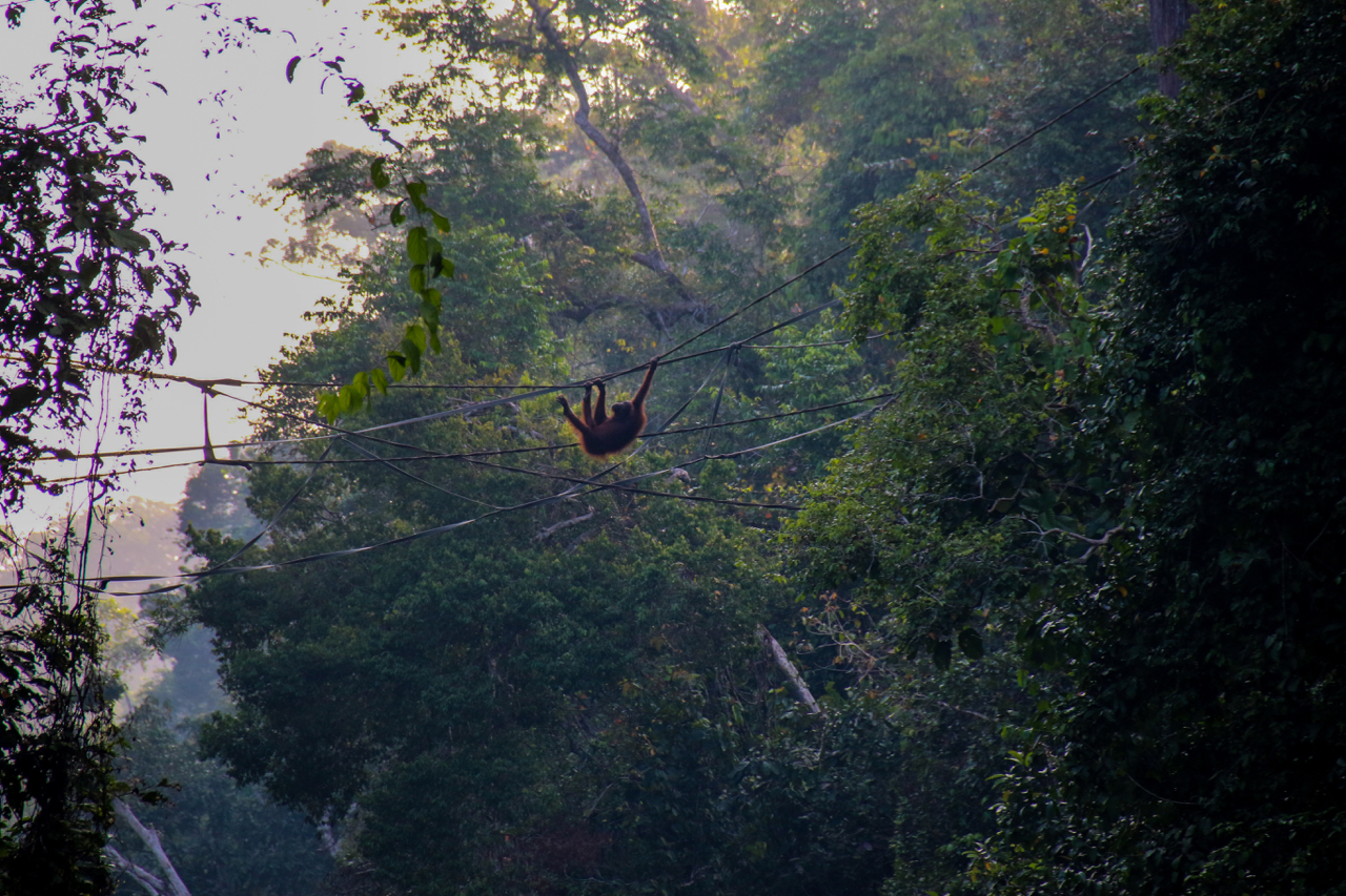 An Orangutan crossing on one of HUTAN’s artificial bridges. Credit: HUTAN