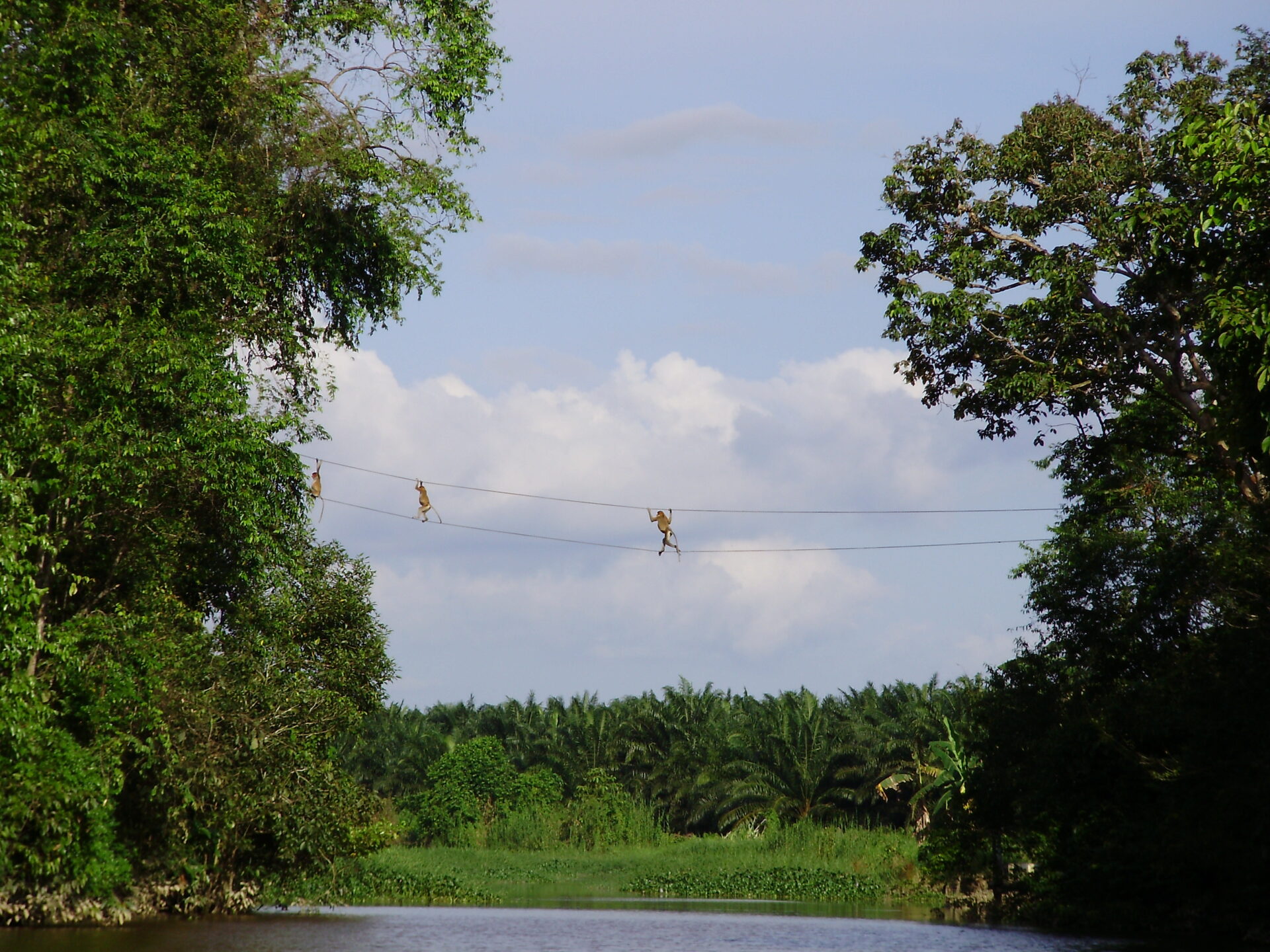 A photo of Proboscis monkeys crossing on a ‘two-line‘ bridge. Credit: HUTAN