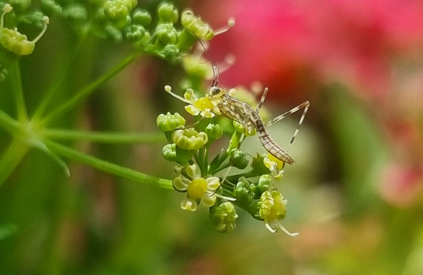 A Praying Mantis crouches on a flower