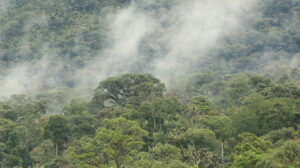 A photography of cloud forest. Credit: Katy Carrillo, NCP.