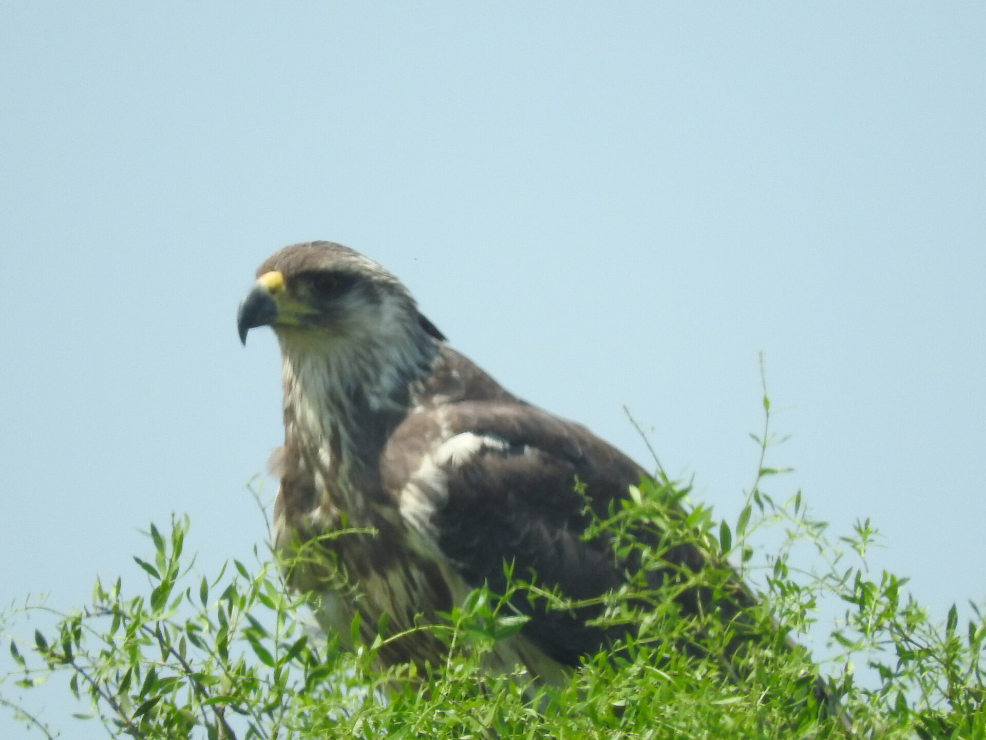 A photograph of one of South America’s largest birds of prey and yet little known, the Chaco Eagle. Credit: FBA 