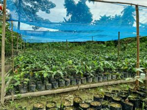 Tree saplings sit in pots in the tree nursery