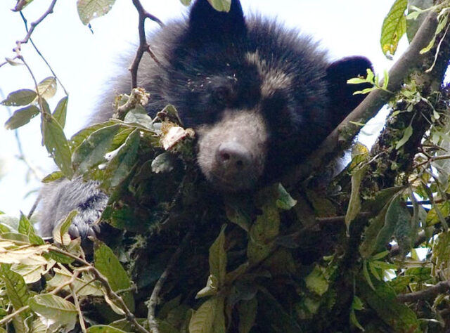 A Spectacled Bear photographed in vegetation at Fundacion Ecominga's Candelaria Reserve. Credit: Lou Jost