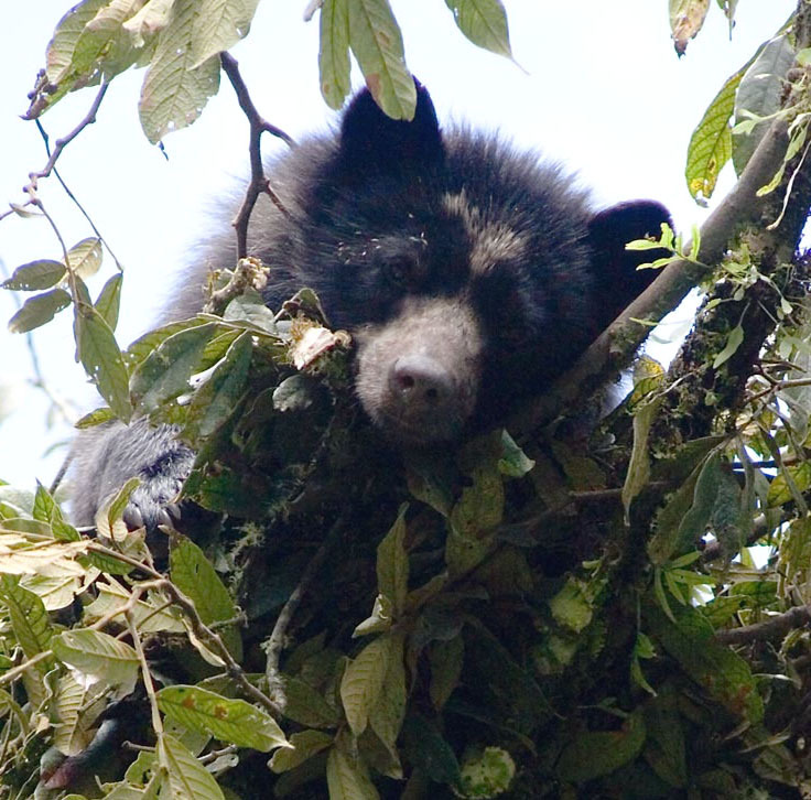 A Spectacled Bear photographed in vegetation at Fundacion Ecominga's Candelaria Reserve. Credit: Lou Jost