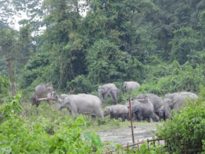 An Elephant herd makes its way through a forest