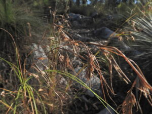 Red-tinted Rooigrass growing from rocky ground