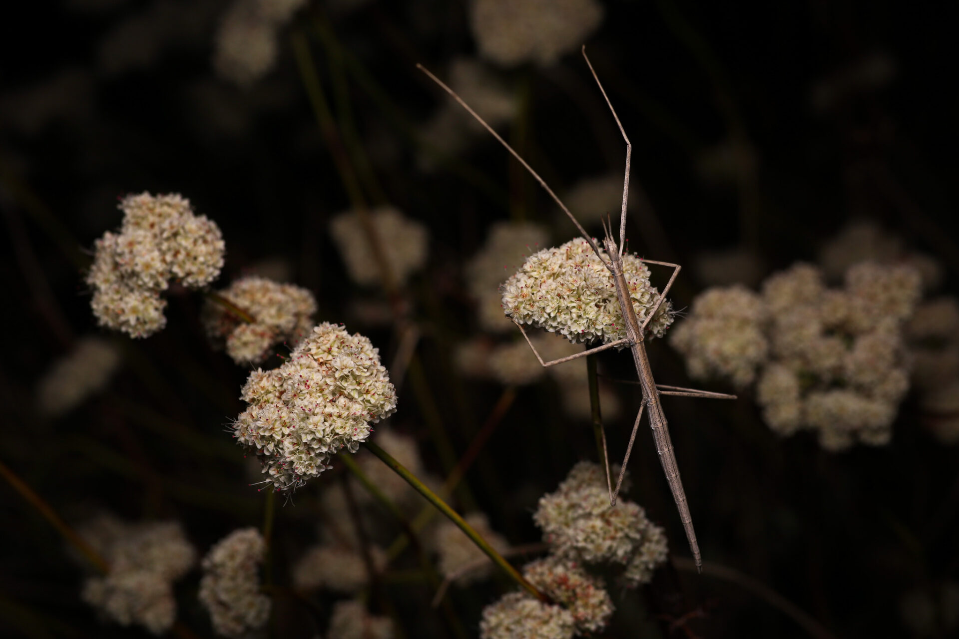 A brown Short-horned Walkingstick stick insect perches on a flower