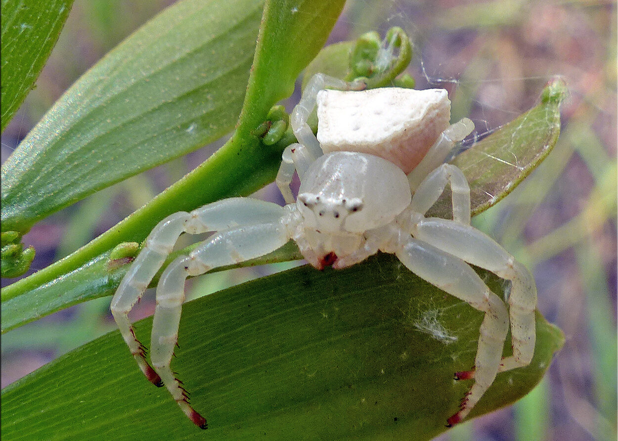 A pale, translucent Spectacular Crab Spider perches on a leaf