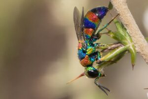 A Rainbow Cuckoo Wasp perches on a flower