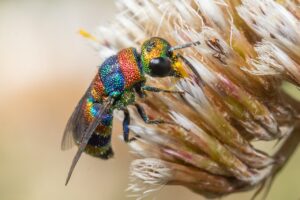 Rainbow Cuckoo Wasp perched on a flower