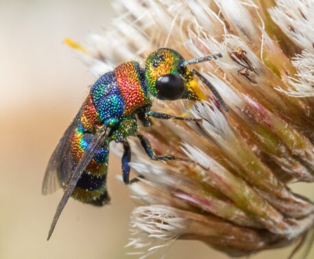 Rainbow Cuckoo Wasp perched on a flower
