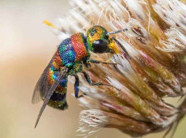 Rainbow Cuckoo Wasp perched on a flower