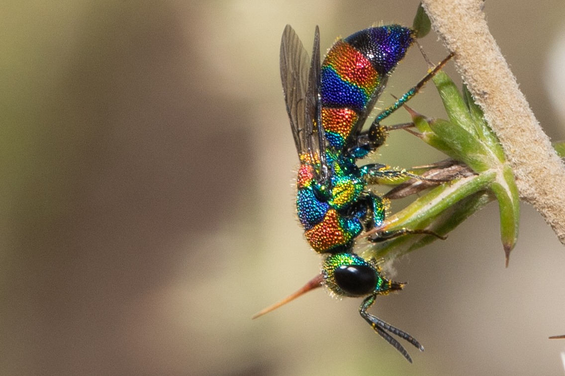 Rainbow Cuckoo Wasp perched on a leaf