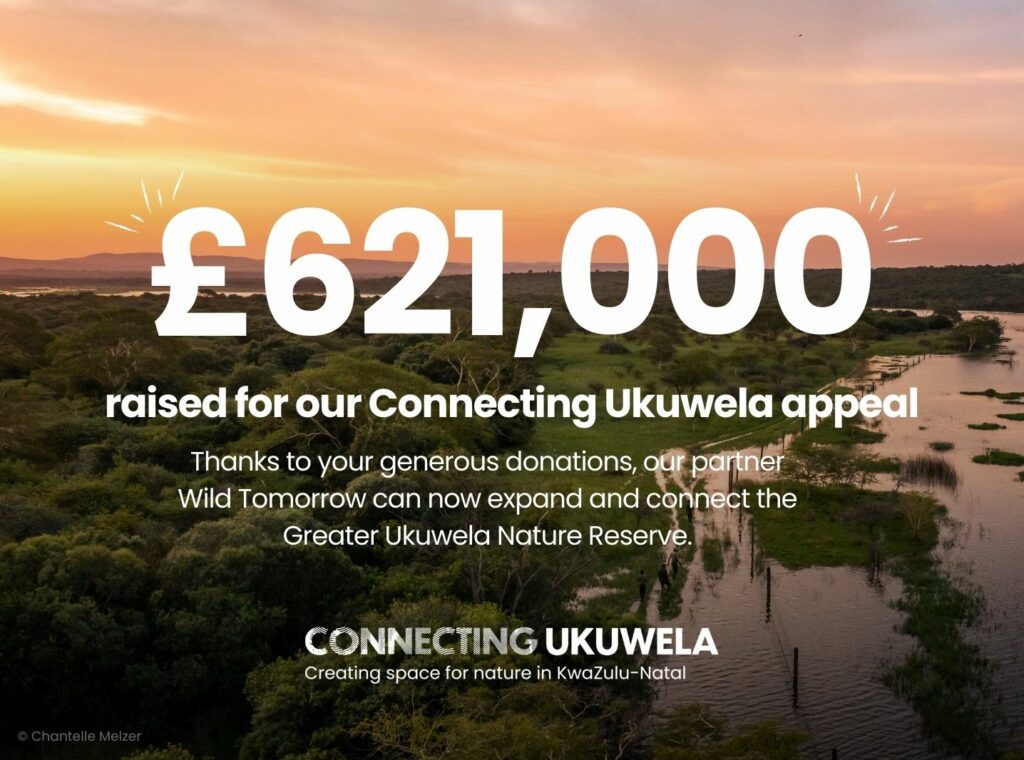 A graphic with the words "£621,000 raised for our Connecting Ukuwela appeal" overlaid against a sunrise at the Greater Ukuwela Nature Reserve showing the wetlands and savannah.