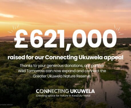 A graphic with the words "£621,000 raised for our Connecting Ukuwela appeal" overlaid against a sunrise at the Greater Ukuwela Nature Reserve showing the wetlands and savannah.