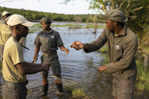 Three rangers standing in the river removing old fence-line wire.