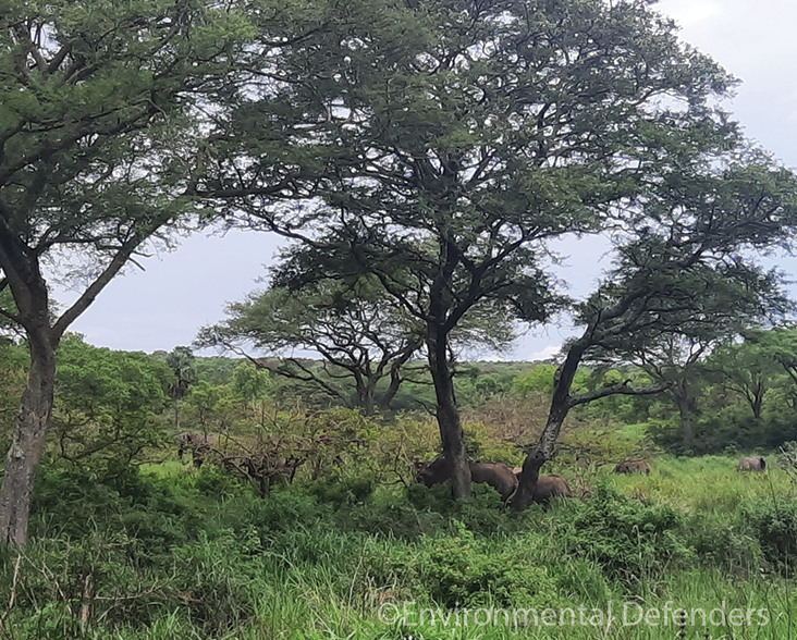 Elpehant herds on Nyamukino reserve