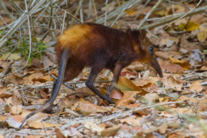 A photo of a Golden-rumped Elephant Shrew walking through leaf litter