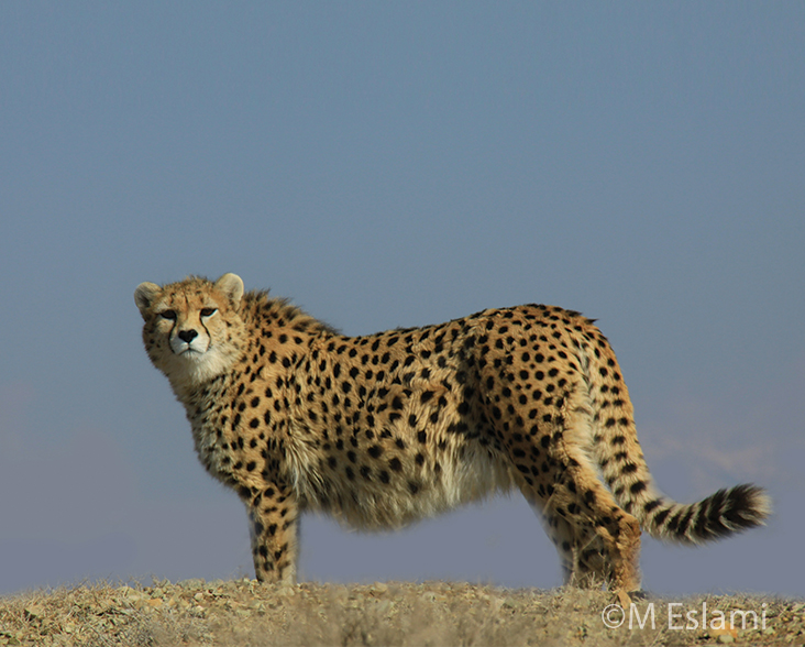 An Iranian Cheetah side on, looking at the camera