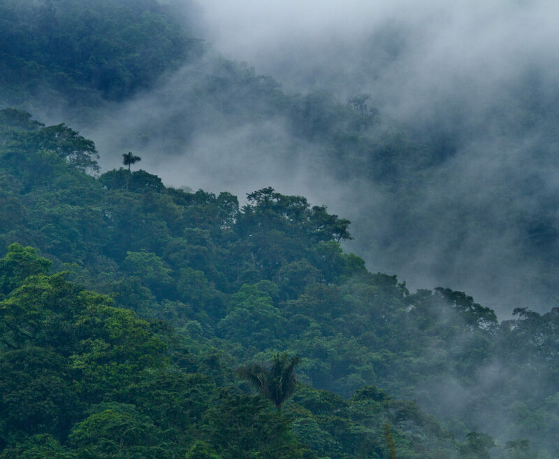 A photo of cloud rising from the tropical rainforest of the Sierra Gorda Biosphere Reserve, Mexico.