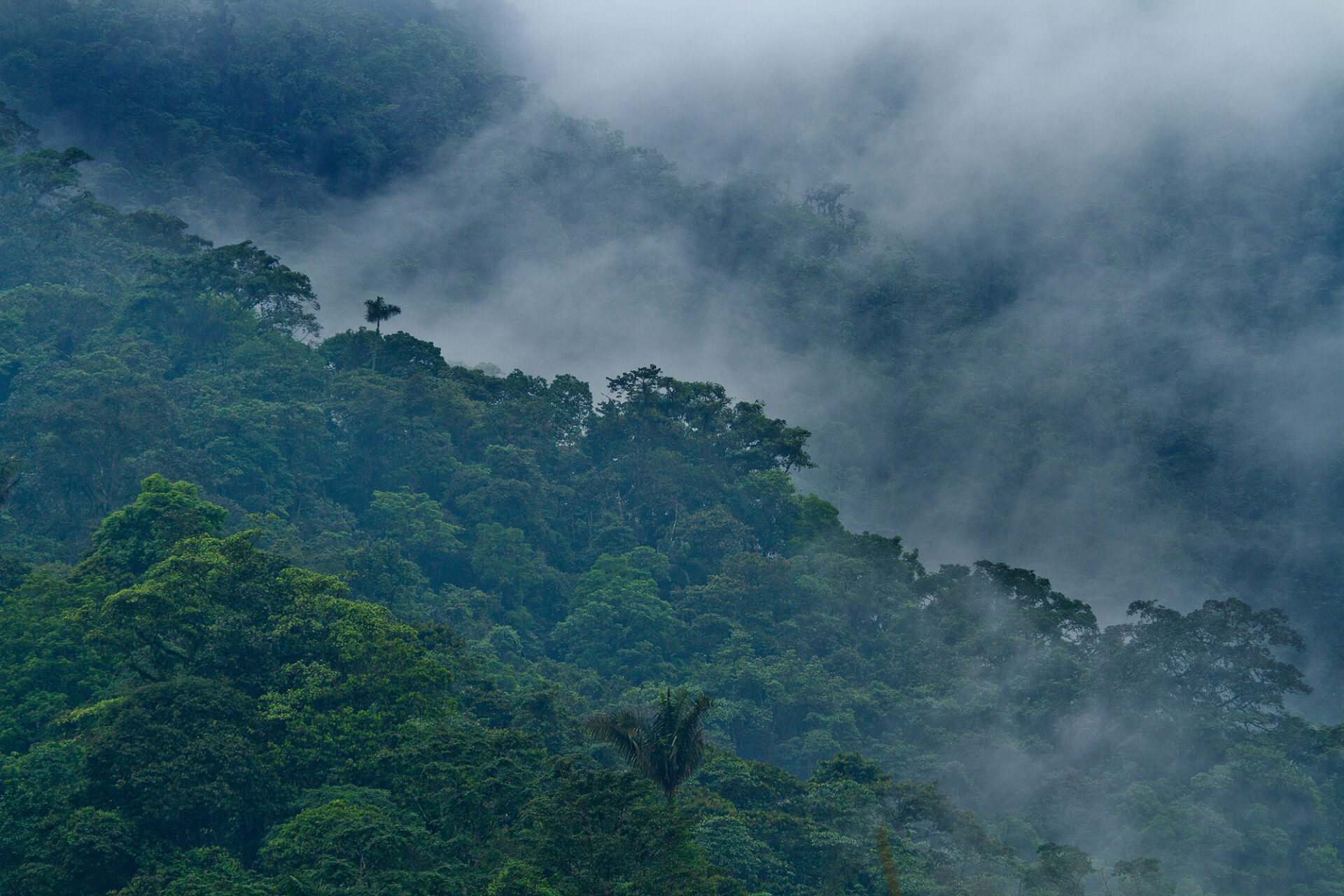 A photo of cloud rising from the tropical rainforest of the Sierra Gorda Biosphere Reserve, Mexico.