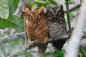 Two Sokoke Scops Owls on a branch, one rufous coloured and one grey to show the colour morphism.