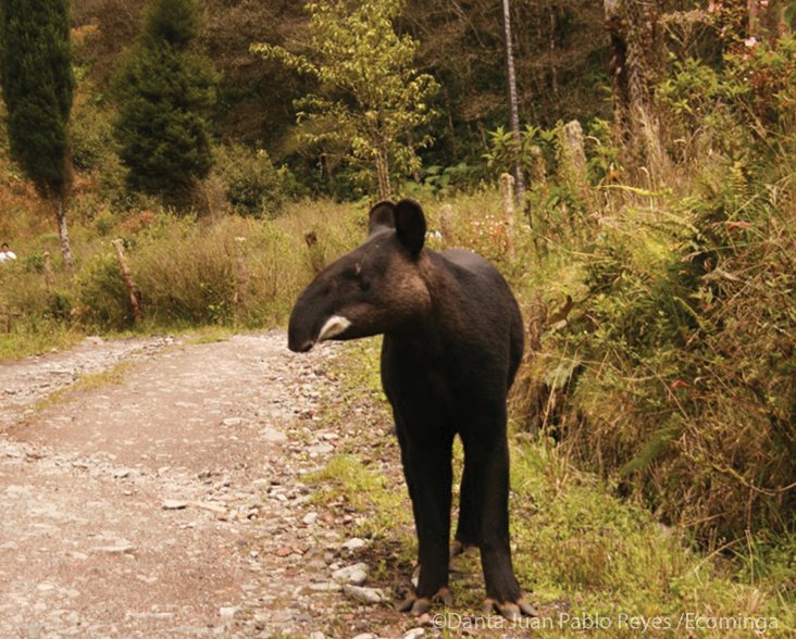 Mountain Tapir standing next to a track