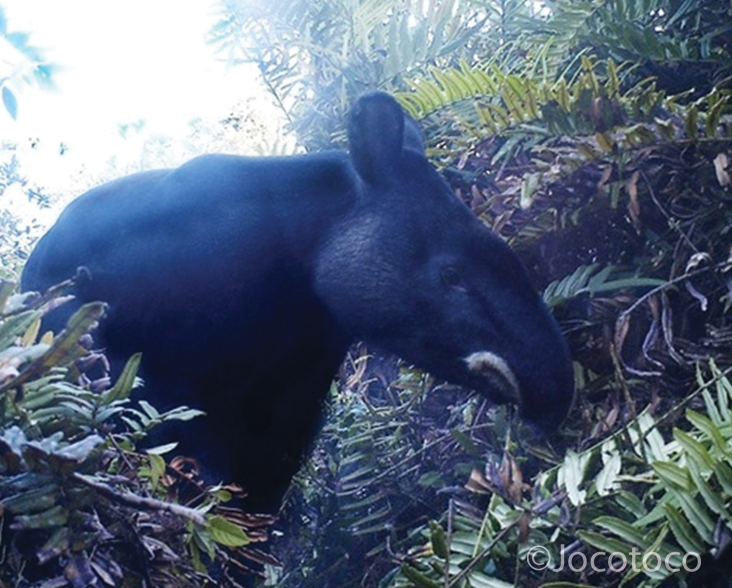 Camera trap image of a Mountain Tapir foraging