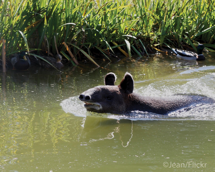 Mountain Tapir swimming