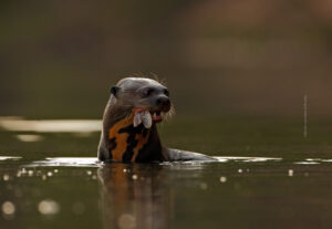 Giant Otter with a fish in it's mouth