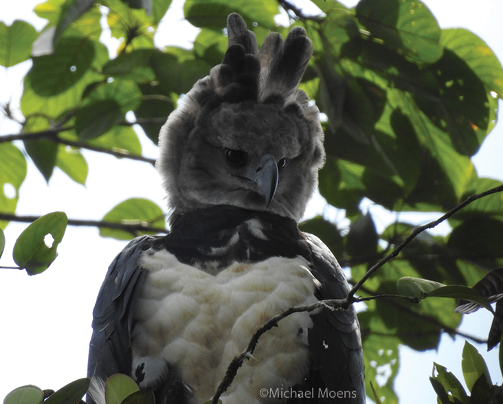 A face on view of a Harpy Eagle