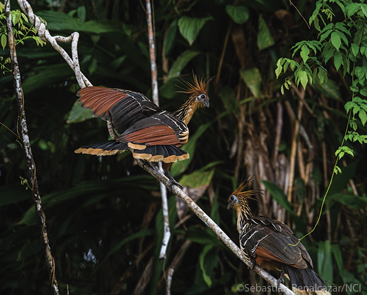 A pair of Hoatzin perched on a branch