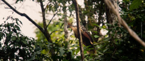 View of a Hoatzin perched on a branch